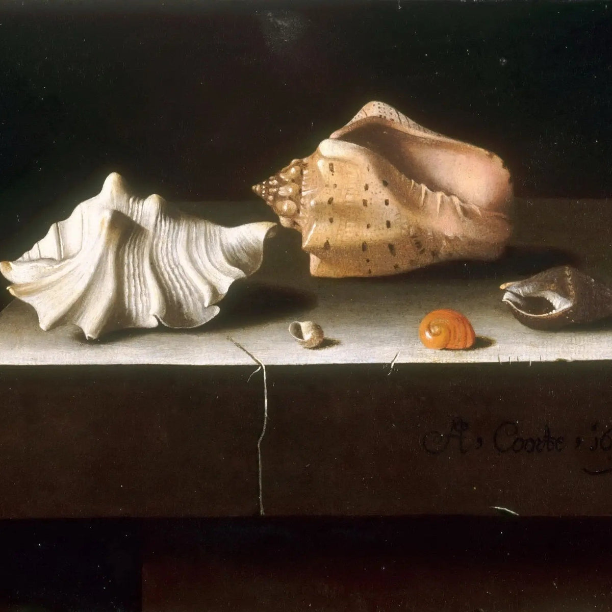 Still Life Oil Painting - Assorted Seashells Wall Art - Oil Painting Haven